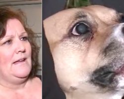 (Video) Dog Who Was Just Adopted Won’t Quit Growling. Nervous Owner Makes Scary Discovery