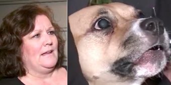 (Video) Dog Who Was Just Adopted Won’t Quit Growling. Nervous Owner Makes Scary Discovery