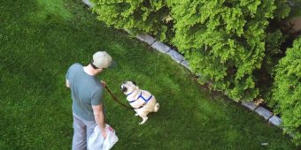 Why a Dog Takes so Long to Decide Where to Go Poop