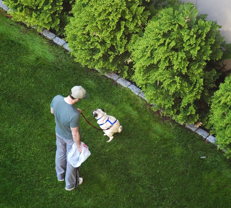 man-and-pug-going-poo