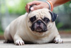 How to Prevent a Pooch From Having a Bloated Tummy
