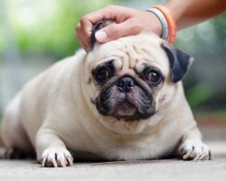 How to Prevent a Pooch From Having a Bloated Tummy