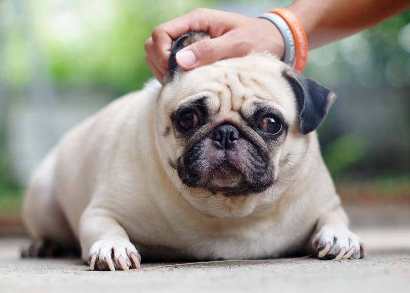 overweight pug