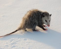 Specialists Believe That Opossums May Silently Help Prevent the Spread of Lyme Disease