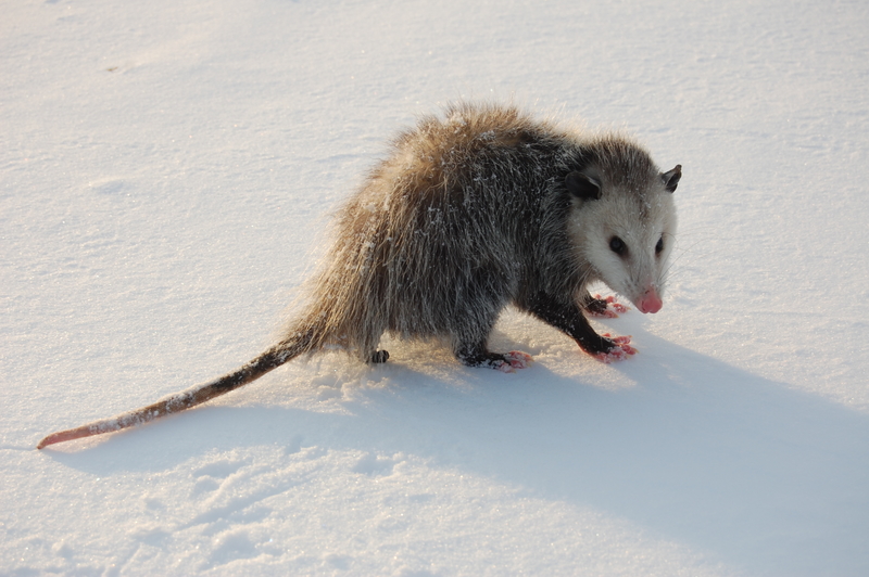What Do Opossums Eat : They eat roaches, rats, and dead animals.