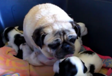 (Video) Grandma Pug Loves Being the Caretaker of Adorable Shih Tzu Puppies