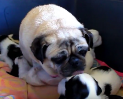 (Video) Grandma Pug Loves Being the Caretaker of Adorable Shih Tzu Puppies