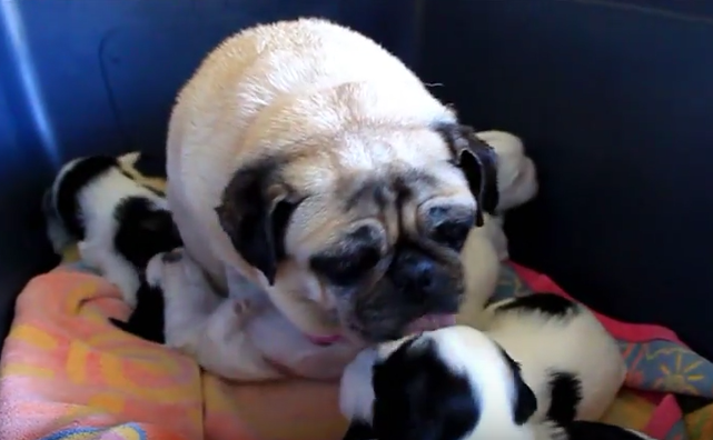 pug and pups