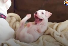 (Video) “Different Is Not Disposable.” Puppy Born Without His Front Legs Has Amazing Life!