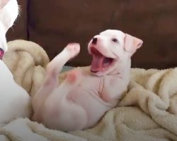 (Video) “Different Is Not Disposable.” Puppy Born Without His Front Legs Has Amazing Life!