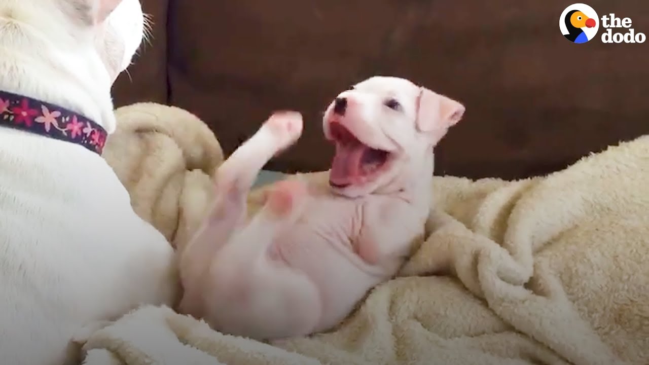 puppy born