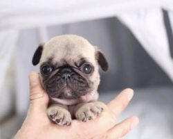 These Adorable (and Small) Puppies Come With a Hefty Price Tag
